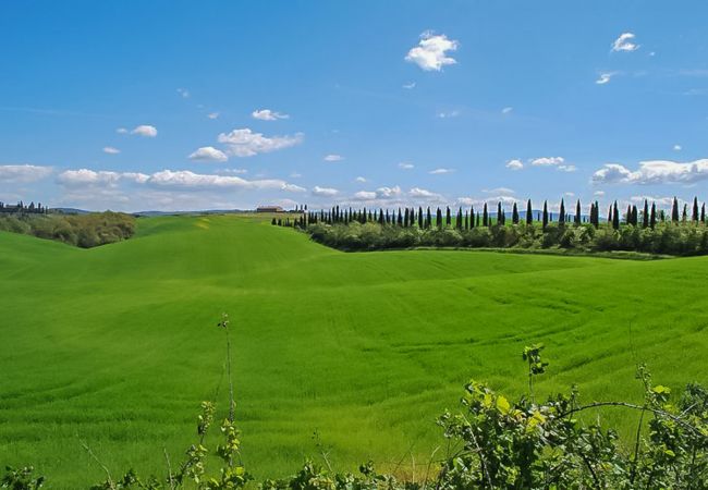 Apartamento en Castelnuovo Berardenga - OLIVO 035 Apartamento en Castelnuovo Berardenga - OLIVO 035