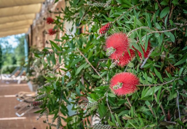 Bondgård i Segromigno in Monte - BORDO 1 Bondgård i Segromigno in Monte - BORDO 1